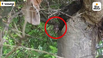 પાલનપુરના 3 મકાનો પાસે શ્રાવણ મહિનામાં 100 જેટલા જીવતા શંખ આવી ચડે છે