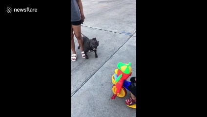 Dog confused when listening to 'twinkle twinkle little star' in Bangkok