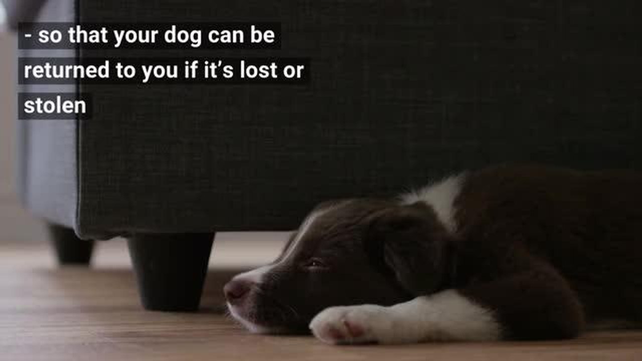 How to get your dog microchipped