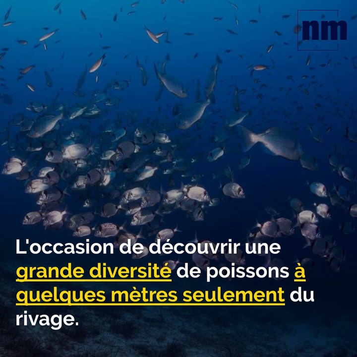 Randonnées sous-marine, Kylie Jenner, Guerre aux mégots: voici votre brief info de ce vendredi après-midi