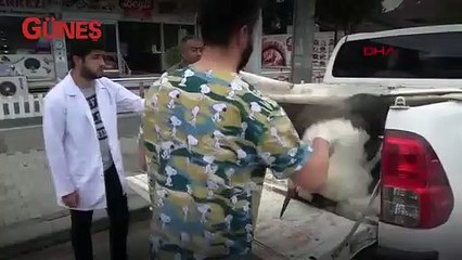 Zalimler iki leyleği kanatsız bıraktı