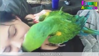 Funny Parrots and Cute Birds Compilation 2018