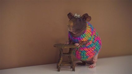 Dieses Nackt-Meerschweinchen ist ein kleiner Star