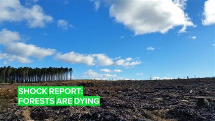 More than half of world’s forest wildlife disappeared