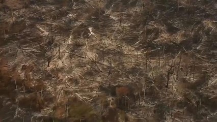 Fondo per l'Amazzonia sospeso, Bolsonaro: "Merkel riforesti la Germania!"