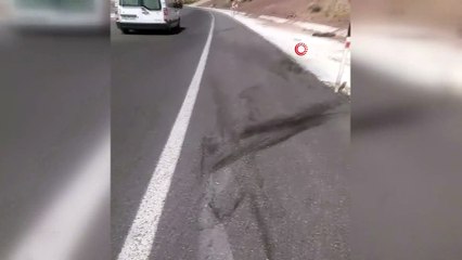 Yola inen ayı aracın çarpması sonucu telef oldu