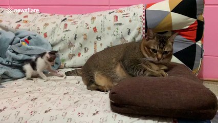 Adorable tiny kitten plays with angry big cat's tail