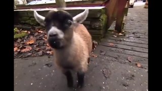 Take a Look! Funny and Cute Baby Goats #2