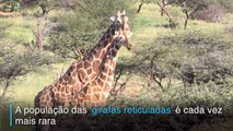 Girafas ameaçadas de extinção silenciosa