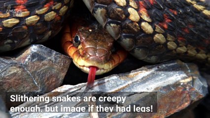 Creepy Snake Ancestor Grasped Prey with Four Tiny Limbs
