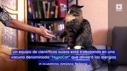 Científicos desarrollan vacuna contra la alergia a los gatos