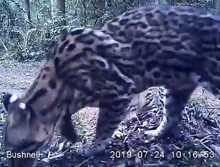 Vídeo flagra momento 'fofo' de jaguatiricas no Parque Nacional do Iguaçu
