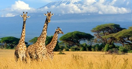 Les girafes sont désormais menacées d'une « extinction silencieuse » en Afrique !