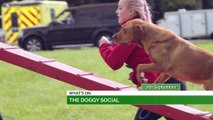 Doggy Social, Active Sunderland's Summer Fest & Festival Of Agriculture!