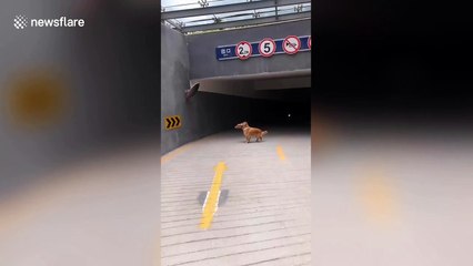 Curious golden retriever in Beijing left mesmerised by its own reflection