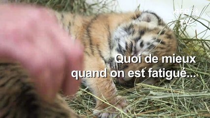 Deux bébés tigres accueillis au zoo de Schönbrunn