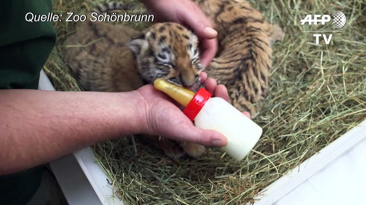 In Wohnung gefundene Tigerbabys nun im Wiener Zoo
