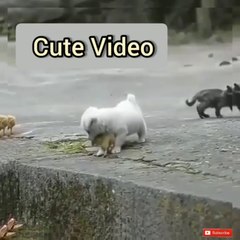 Cute puppy playing with chicken