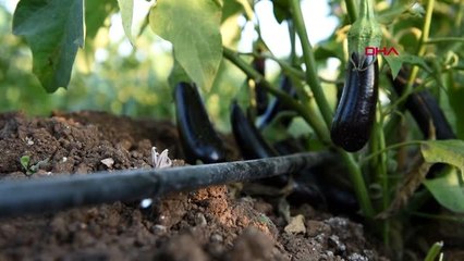 ANKARA Bakan Pakdemirli Sulamada yüzde 60'ın üzerinde tasarruf yapılabiliyor