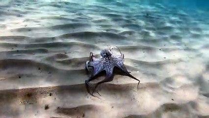 Graceful Octopus Glides Across Ocean Floor