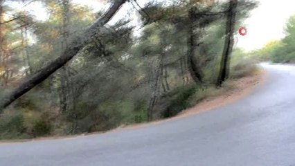 Ayvalık Tabiat Parkı içerisinde çıkan samanlık yangını ilçeyi alarma geçirdi