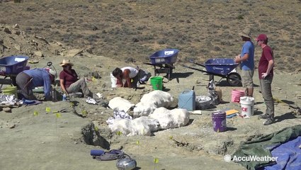 How weather impacts the search for 150 million-year-old dinosaur fossils