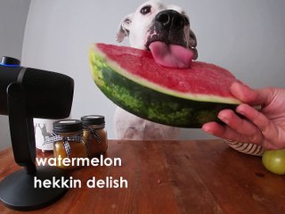 Asmr Dog Reviewing Different Types Of Food