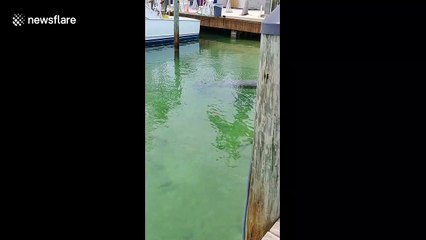 Manatee quenches its thirst by drinking water dripping off boat in the Florida Keys