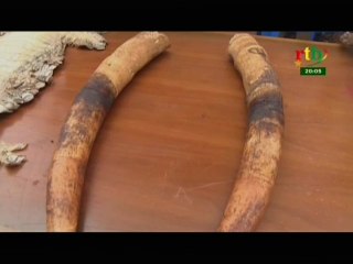 RTB/Présentation des peaux d’animaux saisie par la brigade des eaux et forets
