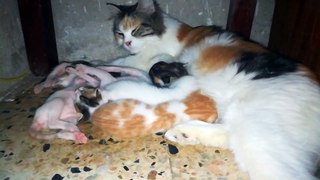 Mother Cat Feeds her baby Born