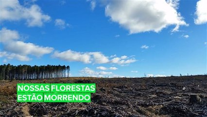 Mais da metade da fauna selvagem desapareceu nos últimos 40 anos