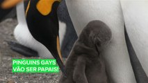 Casal gay de pinguins pode finalmente ter um bebê