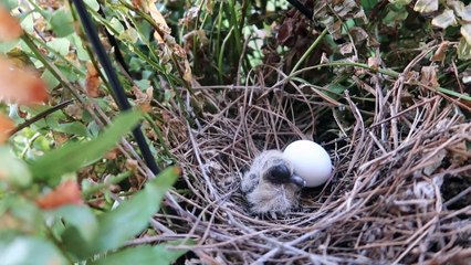 Saving Morning Dove Baby Birds From Storm