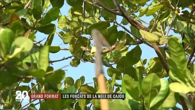 NOIX DE CAJOU .. Je viens d' être censuré par YouTube .. ADIEU à MES HUIT MILLE SIX CENT SOIXANTE SEIZE ABONNéS (8676 Abonnés ) DE MA PRINCIPALE PAGE-CHAÎNE/YOUTUBE ..
