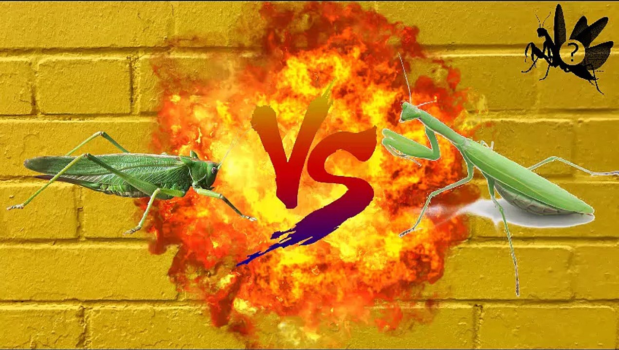 Mantis vs grasshopper|السرعوف مقابل الجندب| மான்டிஸ் Vs வெட்டுக்கிளி