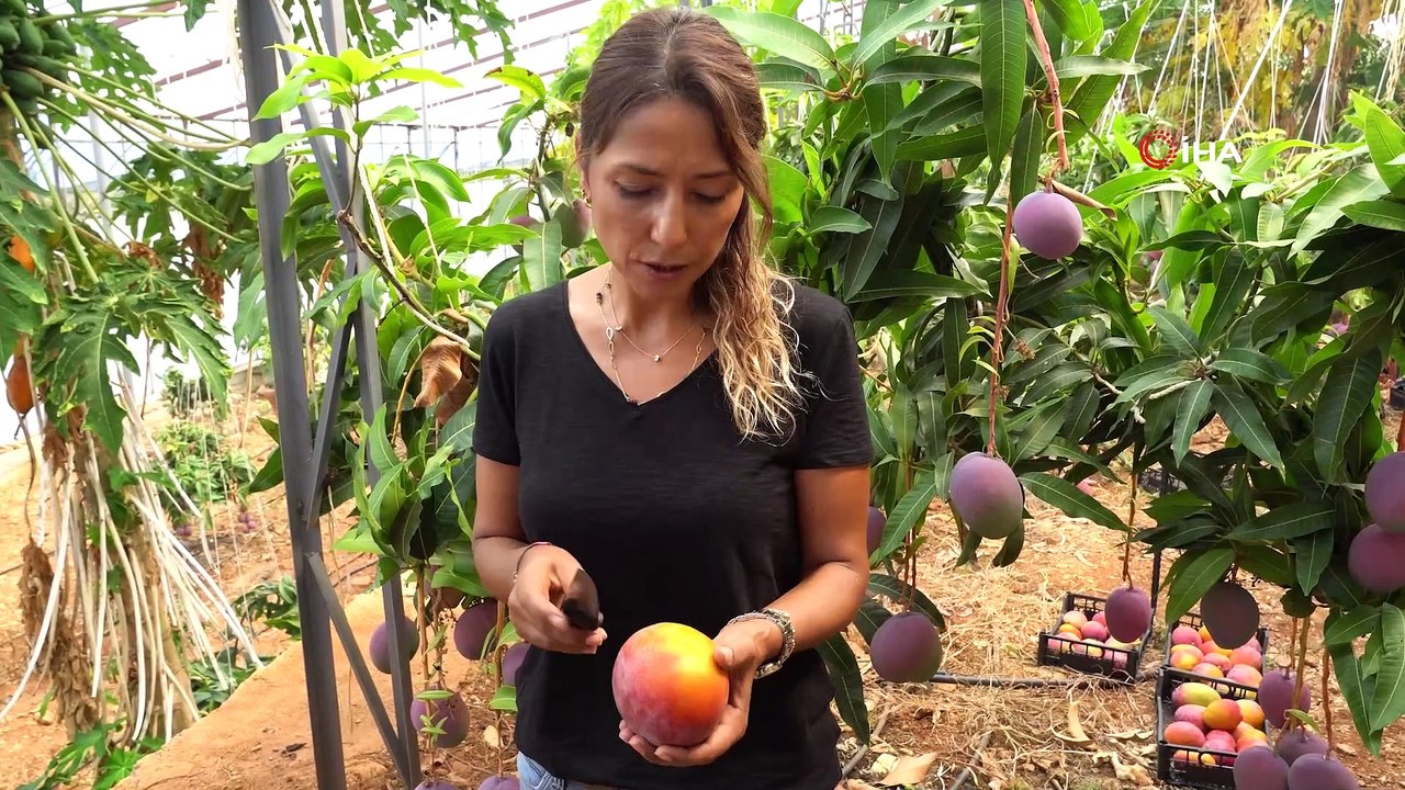 Tanesi 35 liradan satılan mango üreticinin yüzünü güldürdü