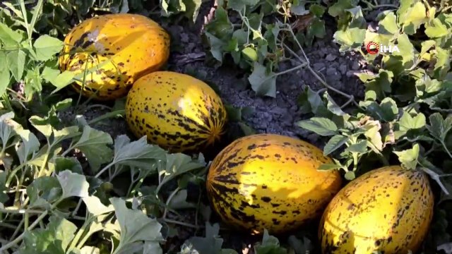 Kırkağaç kavununda ilk hasat yapıldı