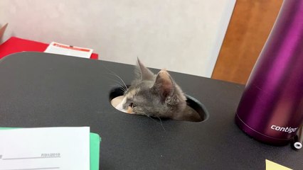 Kitten gets sucked into the cat dimension