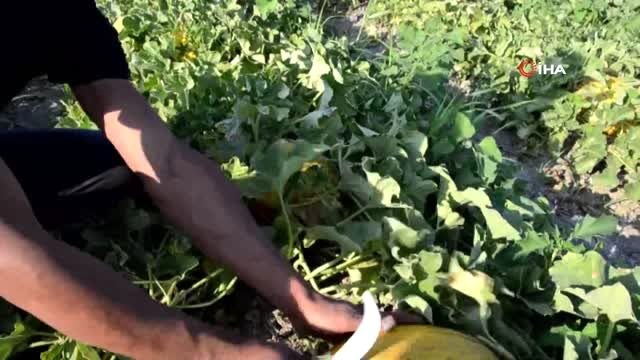 Kırkağaç kavununda ilk hasat yapıldı