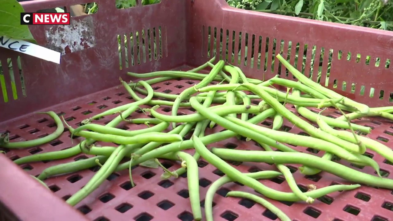 Du woofing pour les vacances