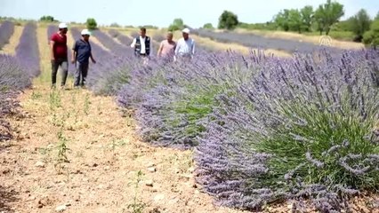 Lavanta üretimi desteklerle artıyor