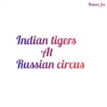 Indian tigers in russian circus