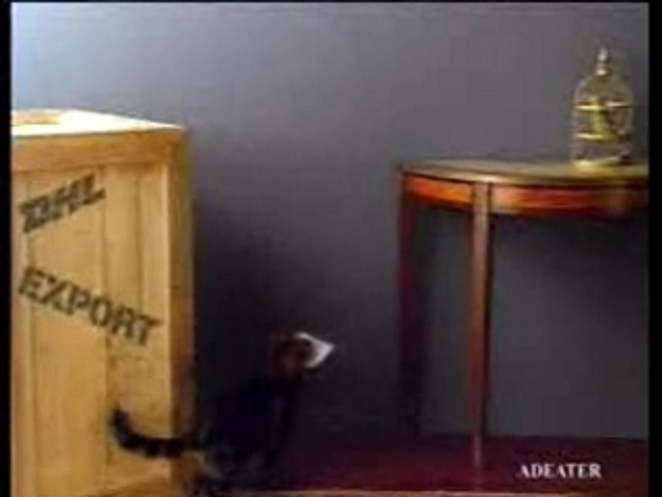 Pub dhl n.1 (un chat expédit une perruche )