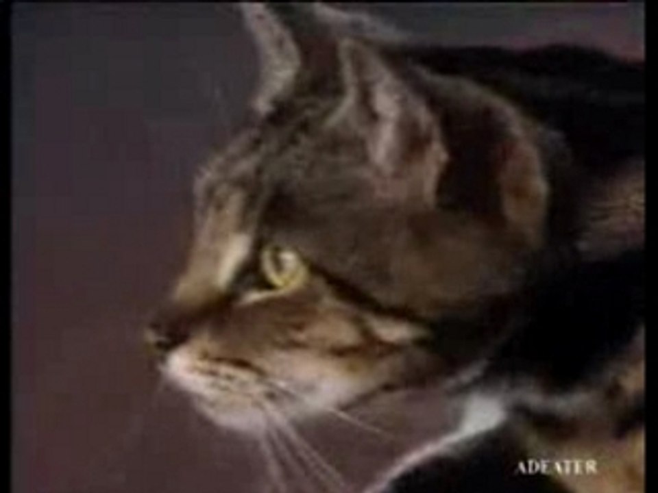 Pub dhl n.2 une perruche prend sa revenche