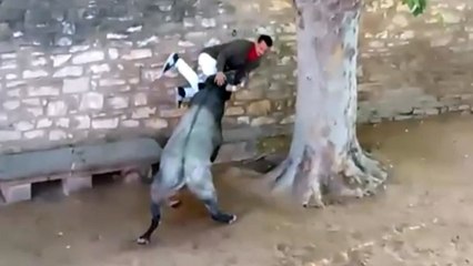 Cogida a un mozo en el tercer encierro de Tafalla (Doble cámara)