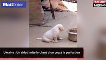Ukraine : Un chiot imite le chant d'un coq à la perfection (vidéo)