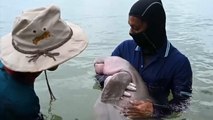 Popular baby dugong dies in Thailand after 'ingesting plastic waste'