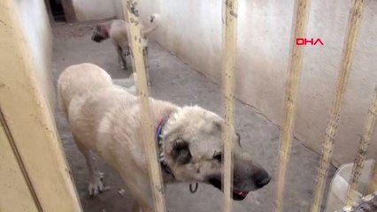 SİVAS Interpol Daire Başkanı Çiçek Kangallar, faydalı birer gönüllü asker olabilir