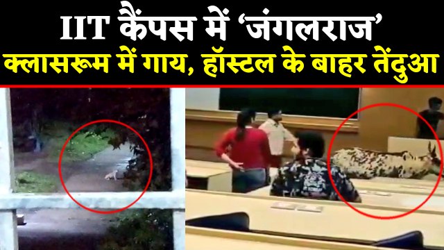 IIT Bombay Campus में जानवरों का आतंक, Classroom में घुसी Cow | वनइंडिया हिंदी