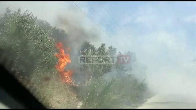 Report TV - Fier zjarr në ullishte, flakët rrezikojnë disa banesa